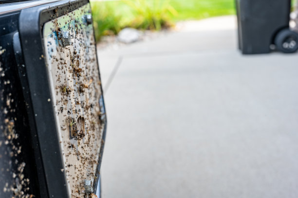 有选择地关注溅到车辆前格栅和车牌上的死虫图片下载