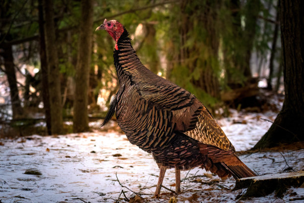 雄性野火鸡，Meleagris gallopavo，冬天在森林里觅食图片下载