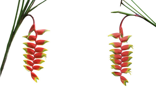 美丽的红色Heliconia花植物，热带花孤立在白色背景与修剪路径。图片下载