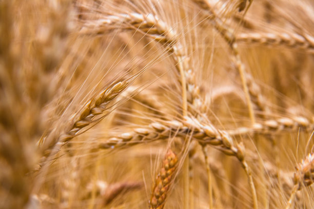美丽的麦田金熟青麦有机小麦水稻种植图片下载