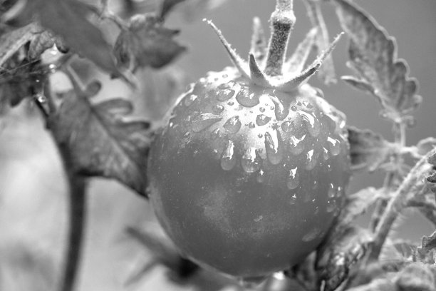 新鲜的花园种植的樱桃番茄与晨露-黑色和白色图片下载