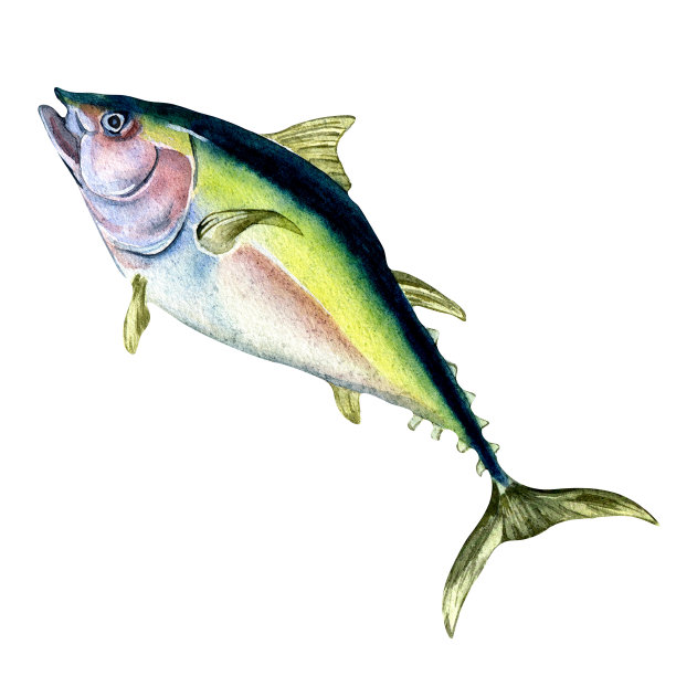 单个金枪鱼水彩插图孤立在白色背景。图片下载