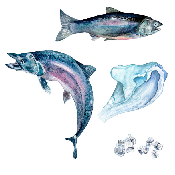 一组鲑鱼，鳟鱼和海浪水彩插图孤立在白色背景。图片下载
