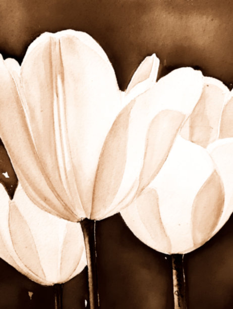 水彩白色郁金香图片下载