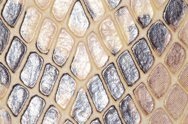 蛇皮无缝图案纹理，数字，照片，图像图片下载