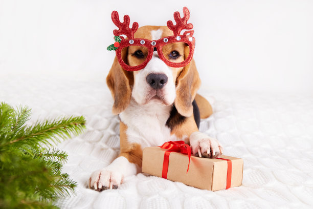 一只戴着滑稽的圣诞眼镜的小猎犬躺在床上。图片下载