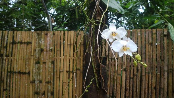 美丽而令人惊叹的白色兰花图片下载