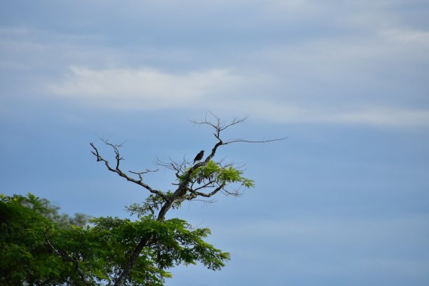 鸟儿栖息在树上。图片下载