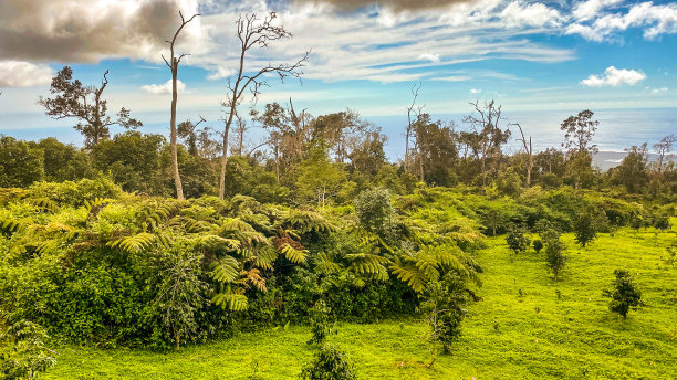 夏威夷动物群背景图片下载
