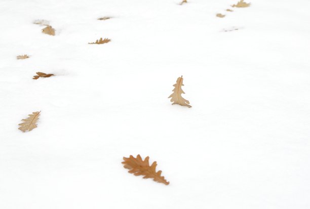 加拿大秋雪上散落的橡树叶图片下载