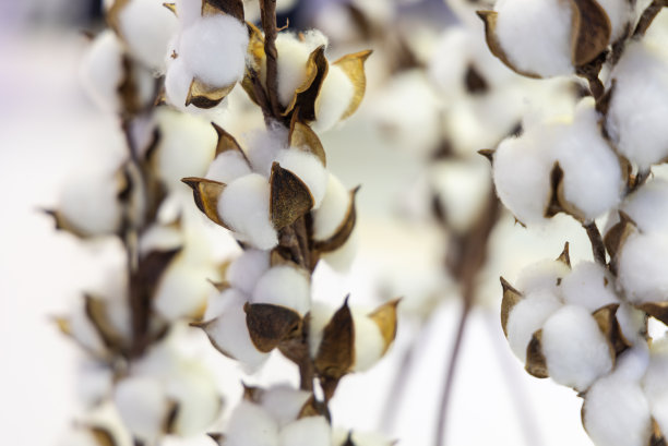 棉花吐絮期图片下载