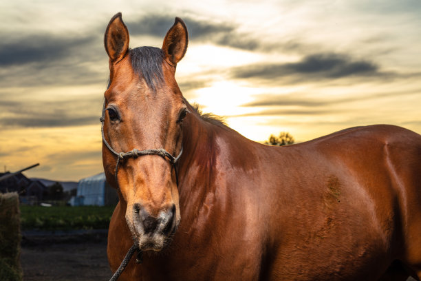 栗色马看着镜头图片下载