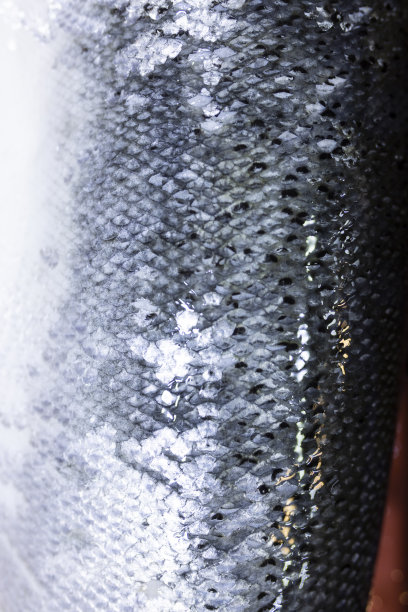 鲑鱼规模图片下载