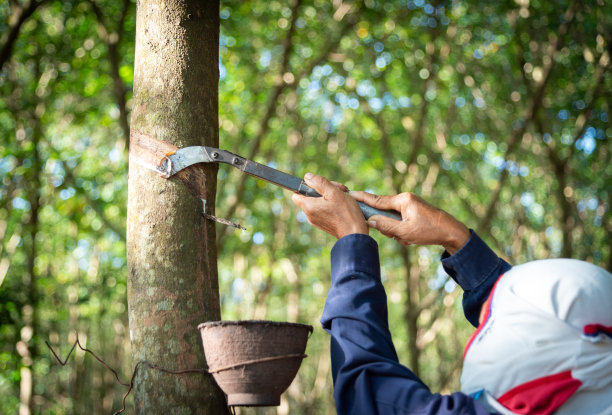 橡胶种植园是泰国的经济作物图片下载