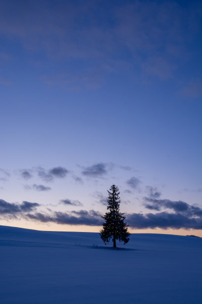 美丽的黄昏天空和松树耸立在雪原图片下载