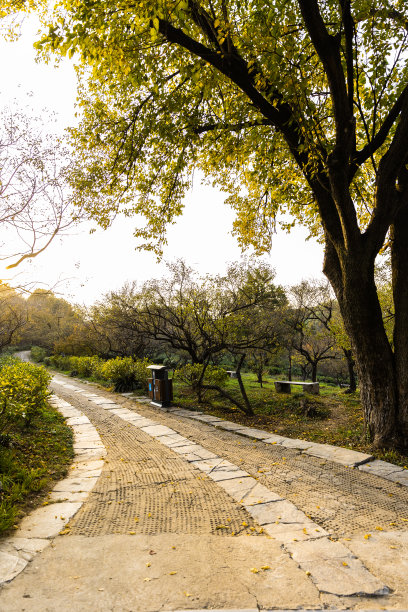 清晨，阳光照射在步行街的鹅卵石上图片下载