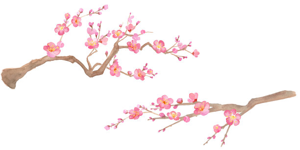 梅花水彩画插图。红色的梅花。图片下载