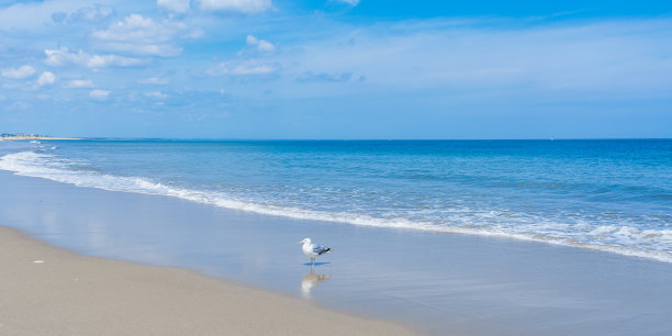 海滩上一只孤独的海鸥在海浪中休息图片下载