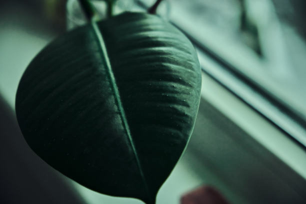 室内植物植物绿叶室内细节自然之美图片下载