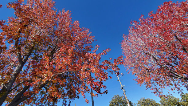 红色的叶子图片下载