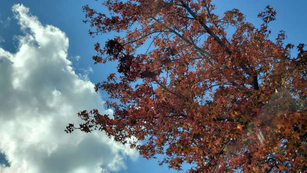 红叶和天空图片下载
