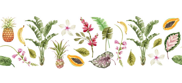 植物边界与热带花卉，植物和叶子。插图水彩图片下载