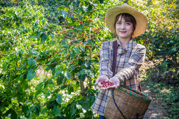 泰国清莱Doi Chang的一个篮子种植园里，一名妇女从树上收集新鲜的咖啡。图片下载