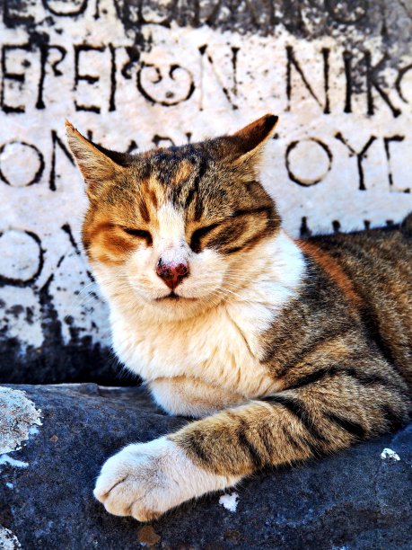 猫在拉丁文前面图片下载