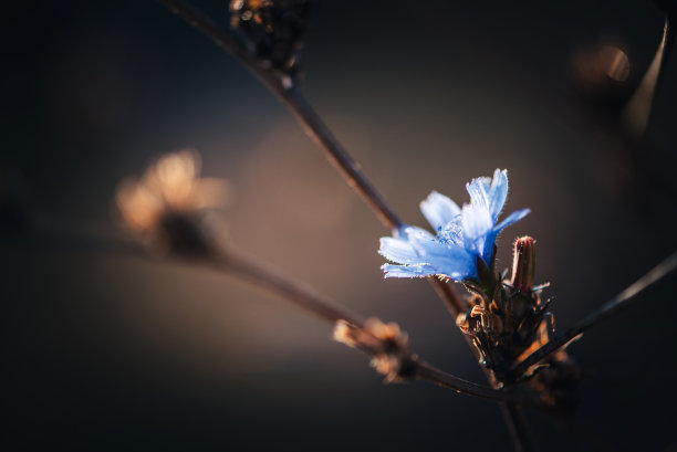菊苣，菊苣开花植物特写。图片下载