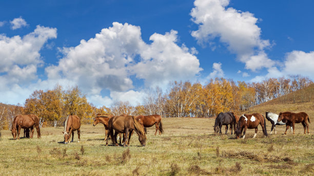草原上的马和大草原图片下载