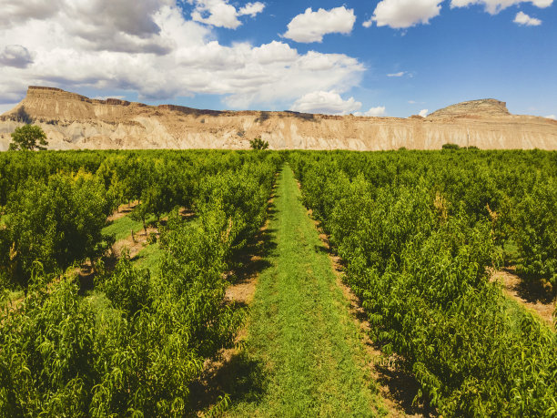 夏天的果园在西部科罗拉多州树上成熟的水果照片系列图片下载