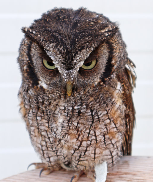 漂亮的猫头鹰站在室外的桌子上图片下载