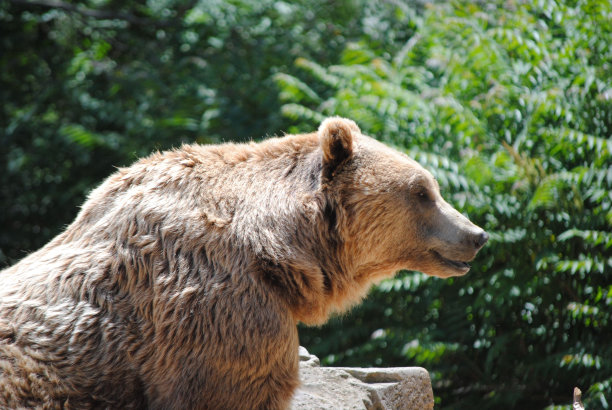 动物园里一只大棕熊的特写镜头图片下载