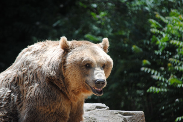 动物园里一只大棕熊的特写镜头图片下载