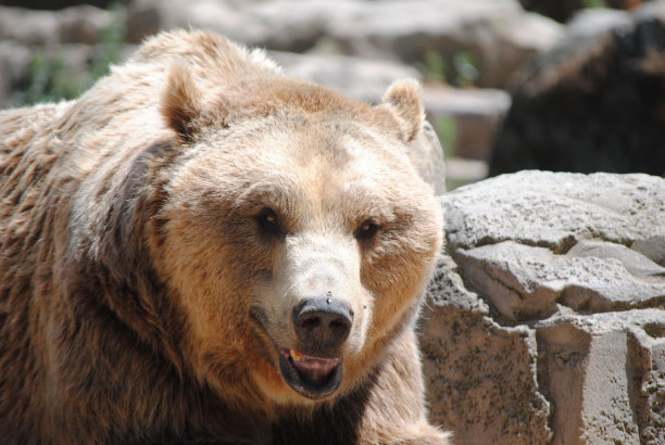 动物园里一只大棕熊的特写镜头图片下载