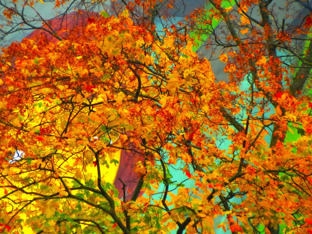 秋叶背景。图片下载