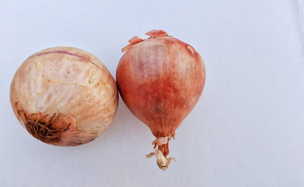 两个德西洋葱孤立在白色背景上。本空间图片下载