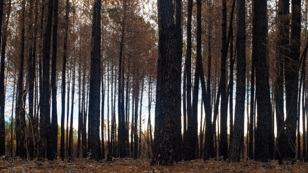 吉伦特的森林被烧毁图片下载