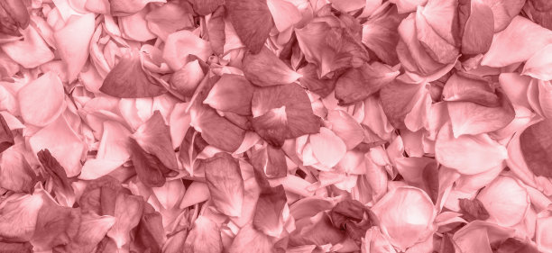 Viva品红色抽象背景。玫瑰花瓣特写。2023年的流行色图片下载