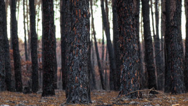 吉伦特的森林被烧毁图片下载