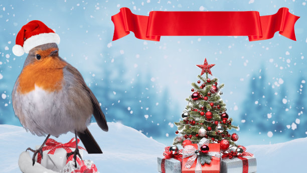 圣诞节庆祝知更鸟图片下载