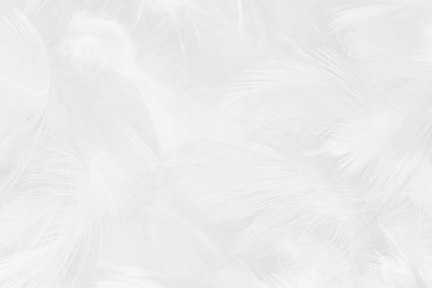 美丽的白色羽毛羊毛图案纹理背景图片下载