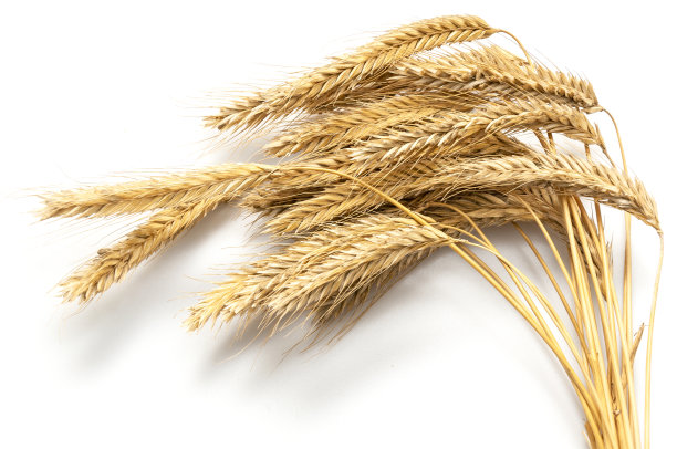 白色背景上一捆成熟的黑麦麦穗。图片下载