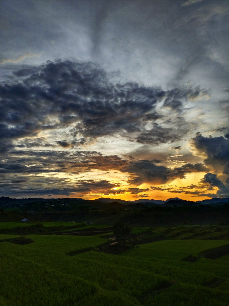 日落时分稻田的景色。图片下载