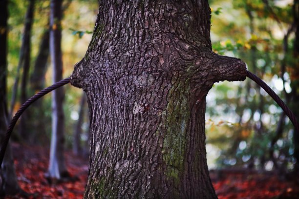 钢索穿越树图片下载
