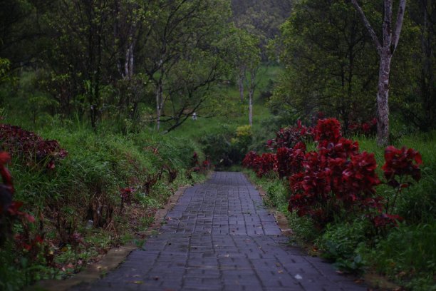 在有红花的绿色花园中间的一条小路图片下载