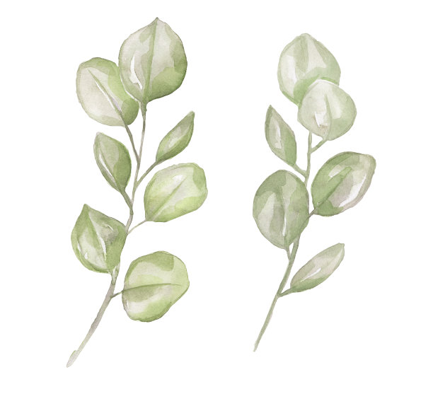 水彩桉树剪纸，草木树枝集，精致的春季花卉插图。图片下载