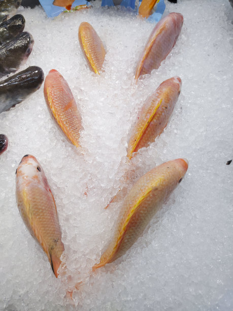 放在冰上的鱼图片下载