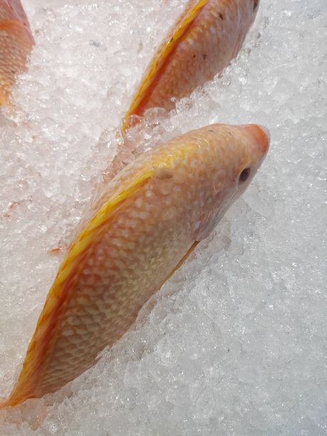 放在冰上的鱼图片下载