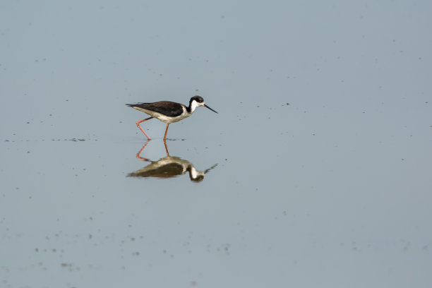 黑颈高跷(墨西哥Himantopus mexicanus)在一个富含小型无脊椎动物和甲壳类动物的湖泊的沼泽中觅食。图片下载